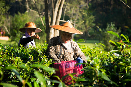 Chiang Mai, Thailand; 1st January 2023: Women picking tea leaves at an organic green tea plantation in northern Thailand.のeditorial素材