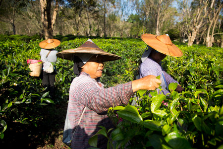 Chiang Mai, Thailand; 1st January 2023: Women picking tea leaves at an organic green tea plantation in northern Thailand.のeditorial素材