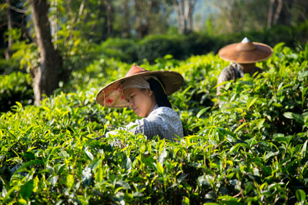 Chiang Mai, Thailand; 1st January 2023: Women picking tea leaves at an organic green tea plantation in northern Thailand.のeditorial素材