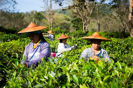 Chiang Mai, Thailand; 1st January 2023: Women picking tea leaves at an organic green tea plantation in northern Thailand.のeditorial素材
