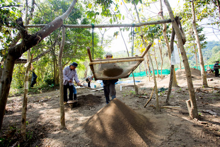 Chiang Mai, Thailand; 1st January 2023: Man filtering soil at an organic green tea plantation in northern Thailand.のeditorial素材