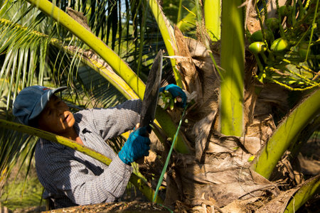 Samut Songkhram, Thailand; 1st January 2023: Senior woman farmer collecting juice from the stems of coconut trees in an organic coconut plantation.のeditorial素材