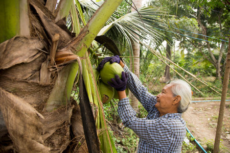 Samut Songkhram, Thailand; 1st January 2023: An old female farmer working on an organic coconut...