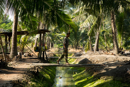 Samut Songkhram, Thailand; 1st January 2023: A young local farmer working on an organic coconut plantation.のeditorial素材