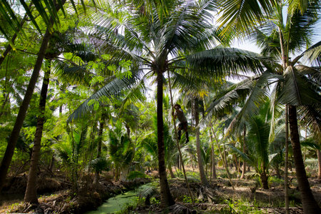Samut Songkhram, Thailand; 1st January 2023: A young local farmer working on an organic coconut plantation.のeditorial素材
