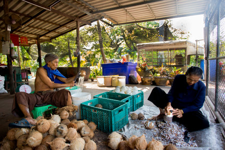 Samut Songkhram, Thailand; 1st January 2023: Two people working on an organic coconut plantation in Thailand.のeditorial素材