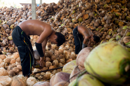 Samut Songkhram, Thailand; 1st January 2023: Two young people working on an organic coconut plantation in Thailand.のeditorial素材