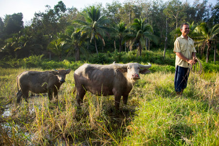 Koh Yao, Thailand; 1st January, 2023: A farmer on the island of Koh Yao with his working ox in the field.のeditorial素材