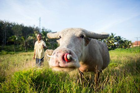 Koh Yao, Thailand; 1st January, 2023: A farmer on the island of Koh Yao with his working ox in the field.のeditorial素材