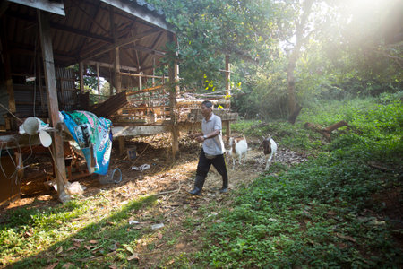 Koh Yao, Thailand; 1st January 2023: A farmer feeding his goats on his Koh Yao farm.のeditorial素材