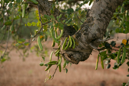 Carob trees and their green fruits on the island of Ibiza during the summer.の写真素材