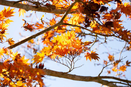 Details of the leaves of a Japanese maple during autumn with the characteristic red, yellow and...
