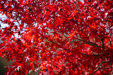 Details of the leaves of a Japanese maple during autumn with the characteristic red, yellow and...