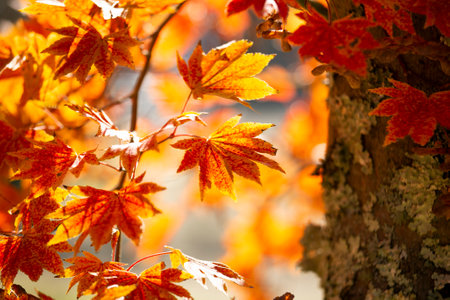 Details of the leaves of a Japanese maple during autumn with the characteristic red, yellow and...