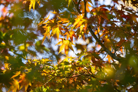 Details of the leaves of a Japanese maple during autumn with the characteristic red, yellow and...
