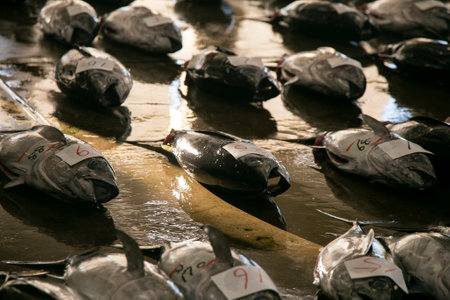 Yellow tale tuna and other catch at fish auction early in the morning at Katsuura Fish Port, Wakayama, Japan.の写真素材