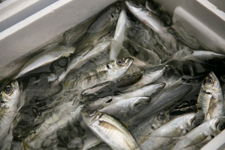 Ito, Japan; 1st October 2023: Fish at a Dried Fish shop in Ito City, Shizuoka, Japan.の写真素材