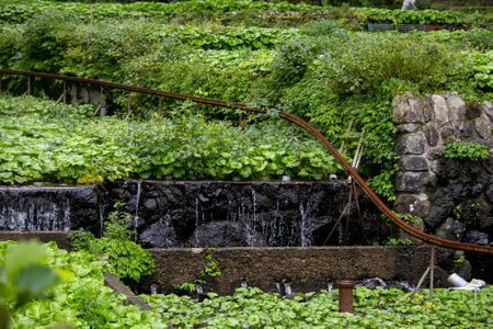 Wasabi farm. Fresh and organic Wasabi in fields and terraces in Idakaba, in the Izu Peninsula,...