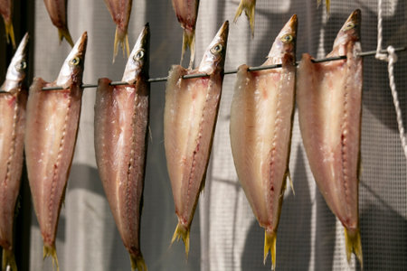 Calamari Fish drying hanging in the streets of the beautiful fishing village of Ine in north of Kyoto.の写真素材