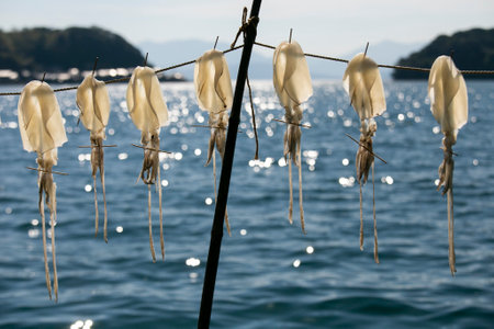 Calamari Fish drying hanging in the streets of the beautiful fishing village of Ine in north of Kyoto.の写真素材
