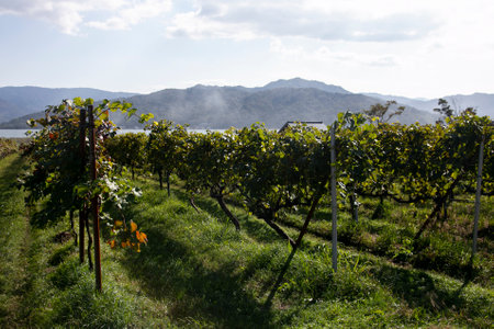 Japanese vineyards of a winery in Amanohashidate in Miyazu in the north of Kyoto in Japan.の写真素材