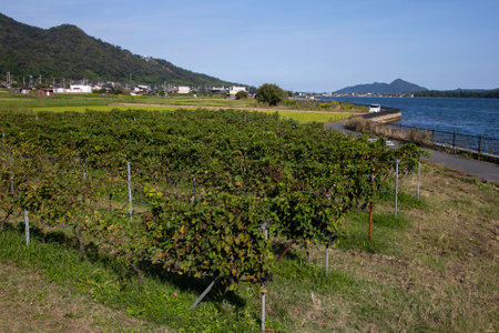 Japanese vineyards of a winery in Amanohashidate in Miyazu in the north of Kyoto in Japan.の写真素材