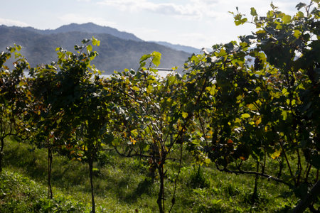 Japanese vineyards of a winery in Amanohashidate in Miyazu in the north of Kyoto in Japan.の写真素材