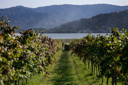 Japanese vineyards of a winery in Amanohashidate in Miyazu in the north of Kyoto in Japan.の写真素材