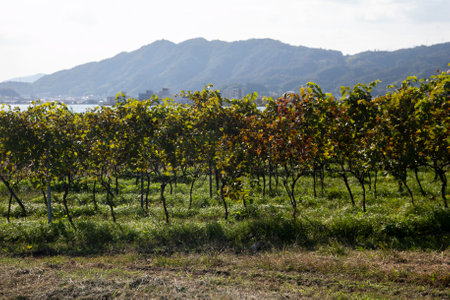 Japanese vineyards of a winery in Amanohashidate in Miyazu in the north of Kyoto in Japan.の写真素材