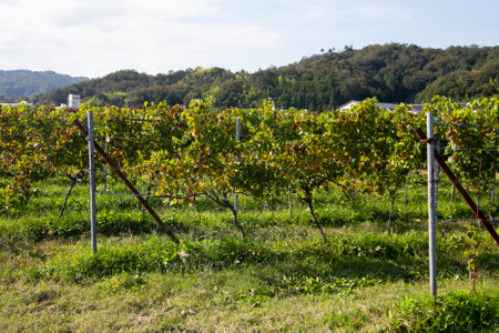 Japanese vineyards of a winery in Amanohashidate in Miyazu in the north of Kyoto in Japan.の写真素材