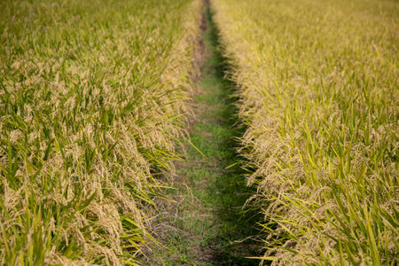 Japanese rice plantation during harvest season in the Niigata prefecture, Japan.