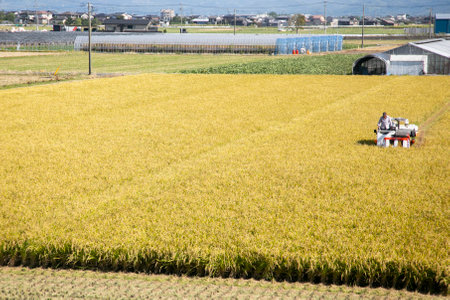 Niigata, Japan; 1st October 2023: Farmer working on a Japanese rice plantation during harvest season in the Niigata prefecture, Japan.のeditorial素材