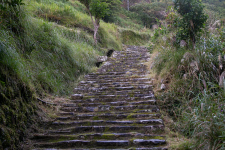 Wild forest nature in Wakayama mountains in the Kumano Kodo trail in Japan.
