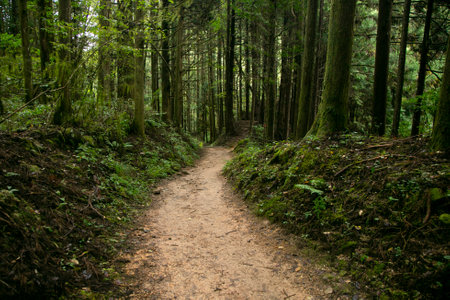 Walking the hiking road following the Nakasendo trail between Tsumago and Magome in Kiso Valley,...