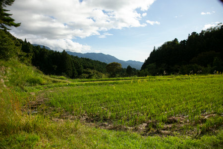 Rice paddies in the Kiso Valley next to the Nakasendo trail and Magome Juku in Japan.の写真素材