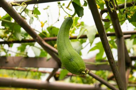 Japanese zucchini hanging in an organic garden in Magome, Japan.の写真素材