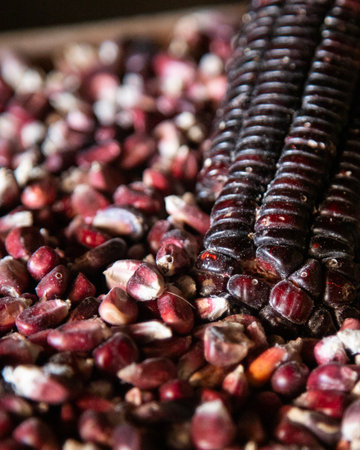 Variety of native corn from the Oaxaca region in Mexico.の写真素材
