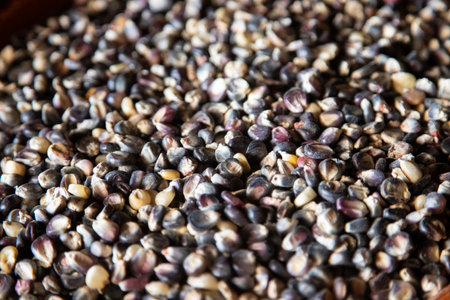 Variety of native corn roots from the Oaxaca region in Mexico.の写真素材