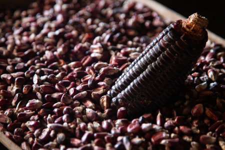 Variety of native corn roots from the Oaxaca region in Mexico.の写真素材