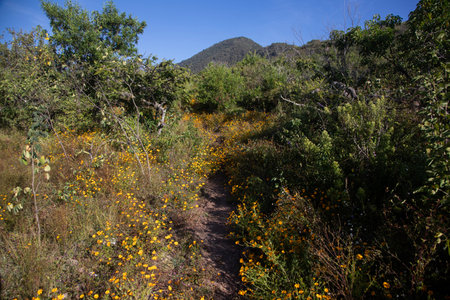 Mountain hiking trail to climb Mount Picacho in the Oaxaca Valley in Mexico.の写真素材