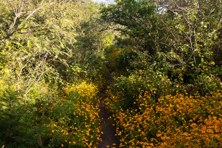 Mountain hiking trail to climb Mount Picacho in the Oaxaca Valley in Mexico.の写真素材