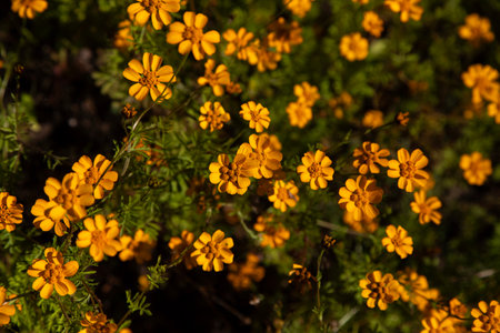 Yellow flowers Dyssodia decipiens in the mountains of Oaxaca near Teotitlan del Valle in Mexico.