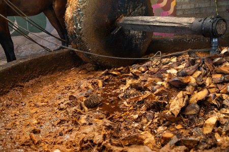 The maguey is traditionally crushed using stone mills and animals to extract the juices and sugars from the pineapple, used to produce Mezcal.の写真素材