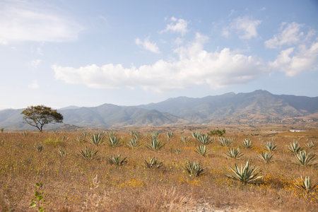 Fields of agave plants for organic mezcal production in the Oaxaca Valley of Mexico.