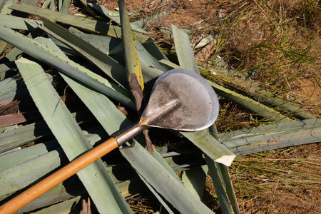 La jima is the process of pruning the agave by cutting its leaves and extracting its roots to leave...