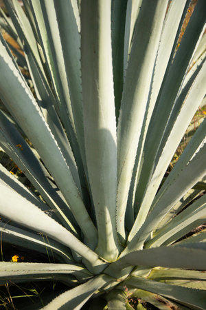 Wild maguey or agave plants on an organic plantation in the Oaxaca Valley in Mexico.の写真素材