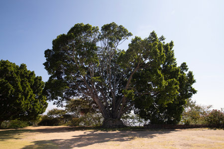 Ancient archaeological ruins of Monte Alban in the Oaxaca region of Mexico. Ancient capital of the Zapotecs and one of the first cities in Mesoamerica.の写真素材