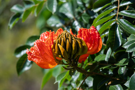 The African tulip tree (Spathodea campanulata). Colorful flowers in the Oaxaca region of Mexico.の写真素材