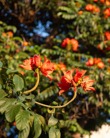 The African tulip tree (Spathodea campanulata). Colorful flowers in the Oaxaca region of Mexico.の写真素材