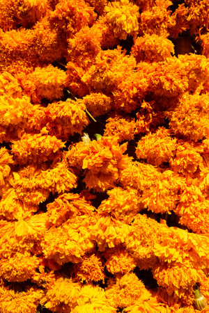 Flores de cempasÃºchil or Marigold flowers in Atlixco during the Day of the Dead festival.の写真素材